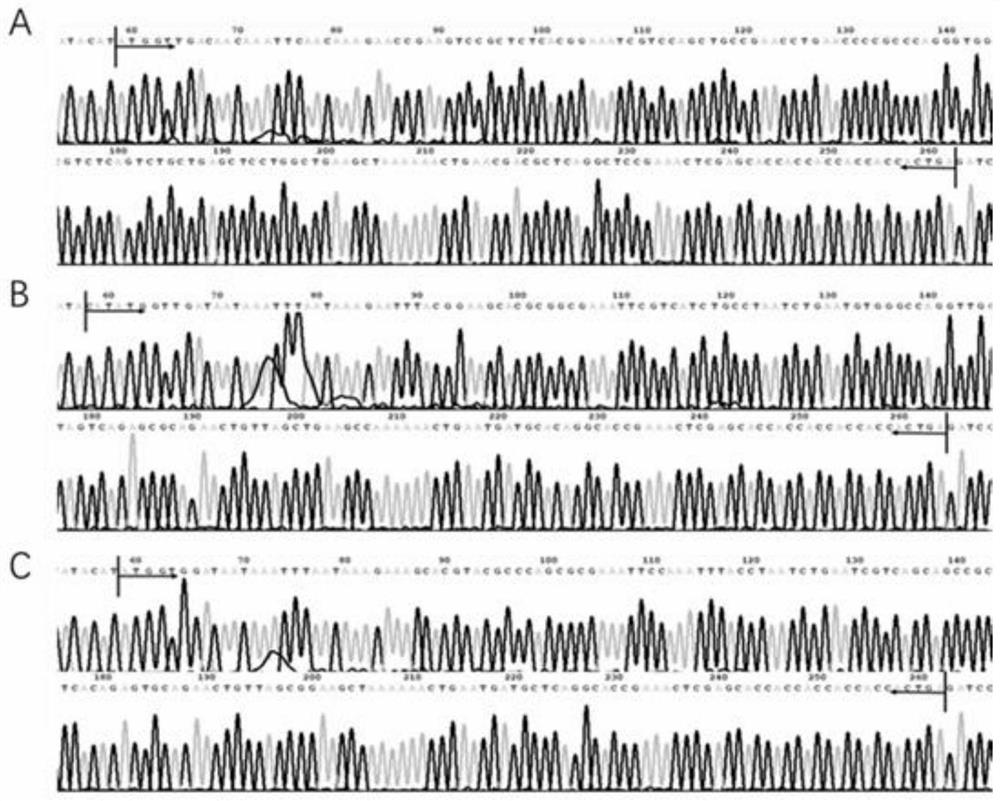 Polypeptide with binding affinity to HPV16E6 protein and application thereof