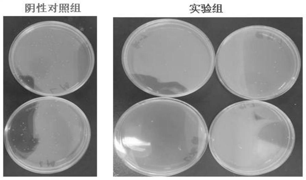 A kind of nano-disinfection coating for disinfection of livestock and poultry breeding places and its application