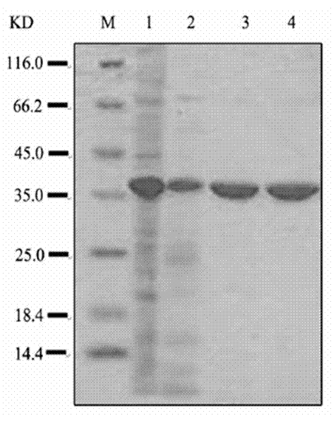 Preparation method for archaea thermophilic esterase and (S)-ketoprofen