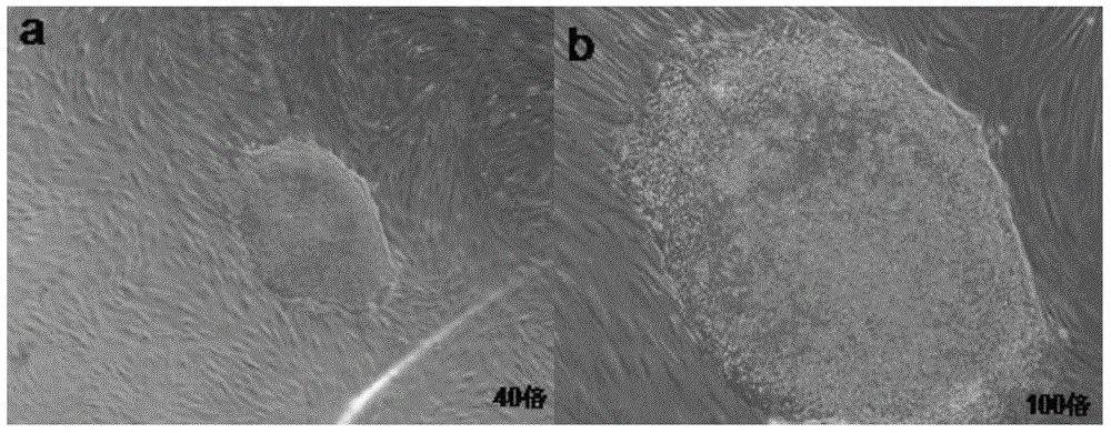 Kit and method for cryopreserving induced pluripotent stem cells