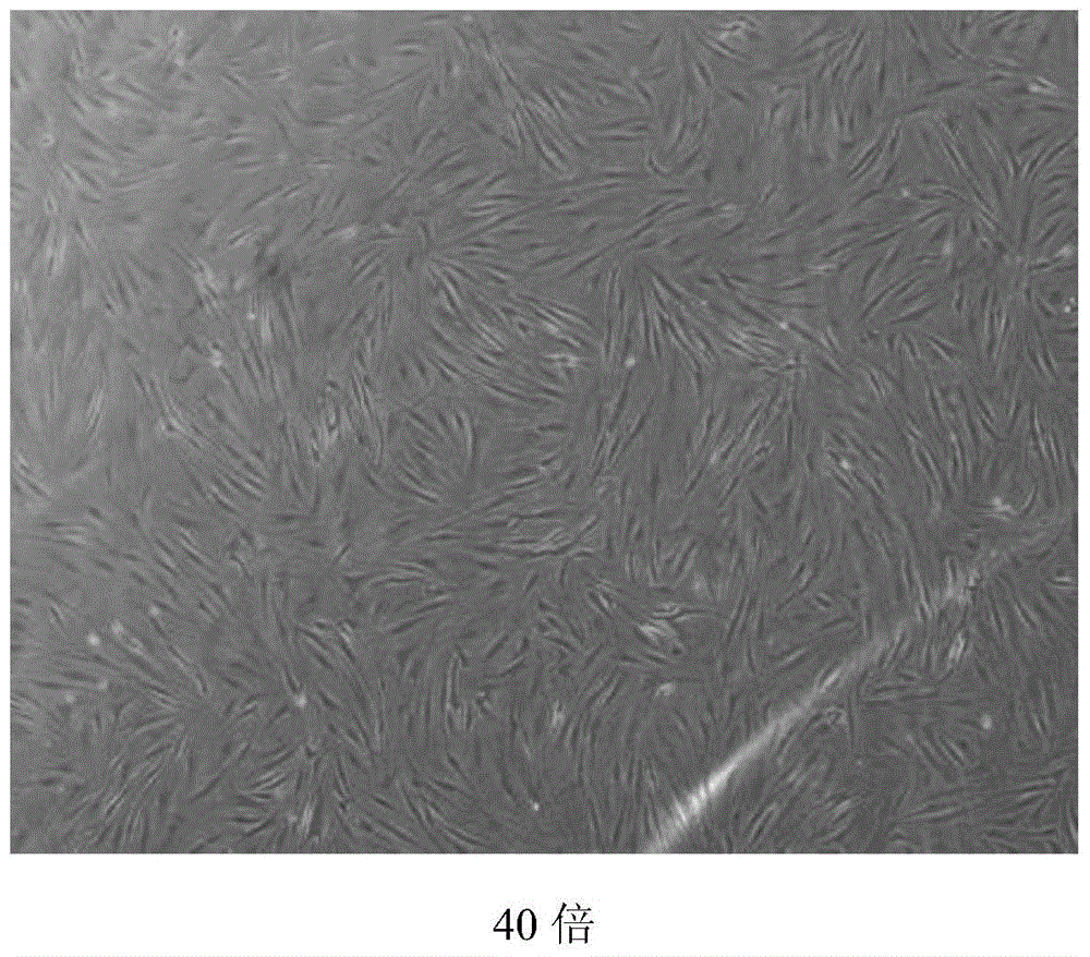 Kit and method for cryopreserving induced pluripotent stem cells