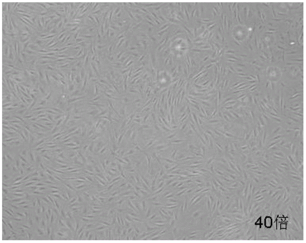 Kit and method for cryopreserving induced pluripotent stem cells