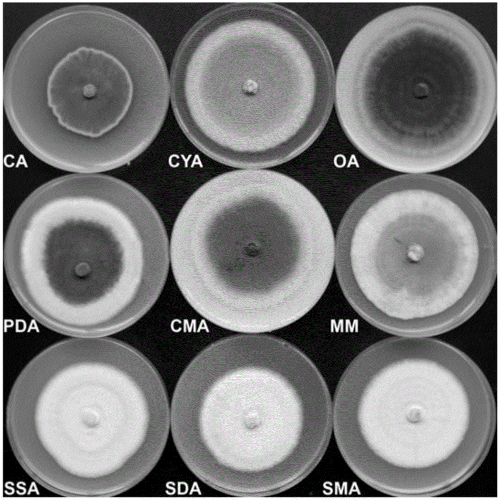 Antagonistic fungus for preventing and treating bitter gourd wilt and application thereof