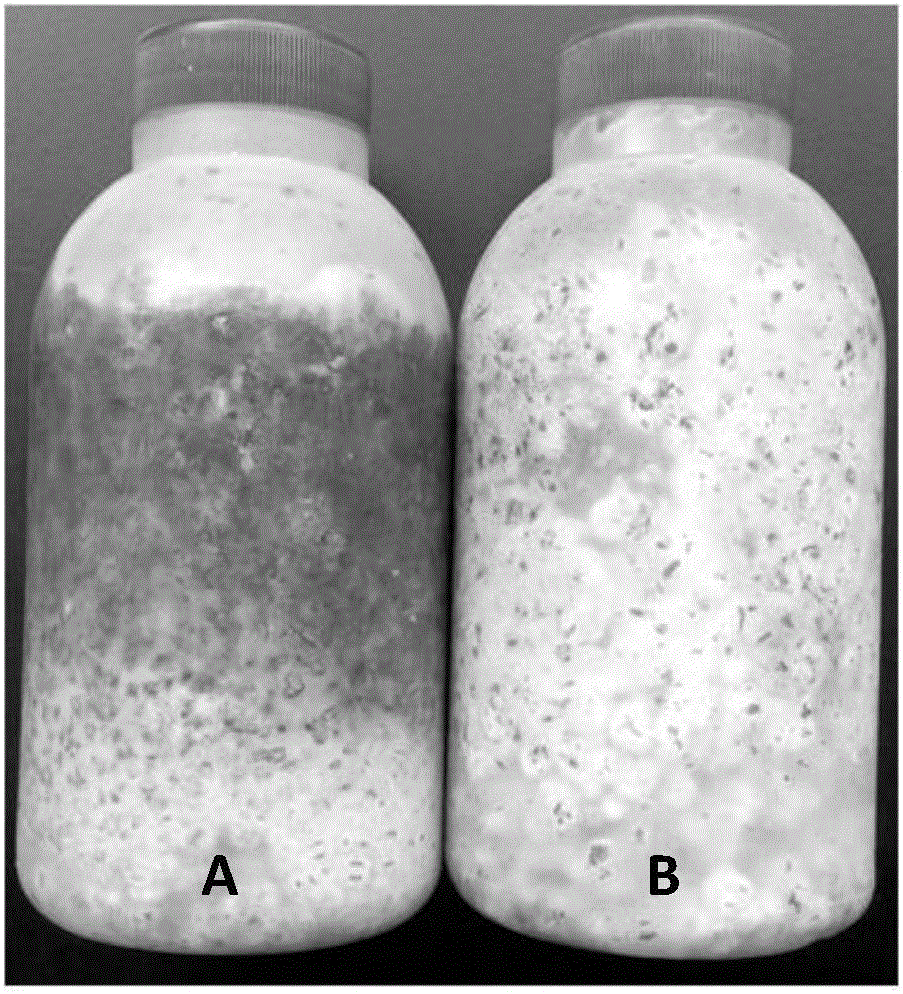 Antagonistic fungus for preventing and treating bitter gourd wilt and application thereof