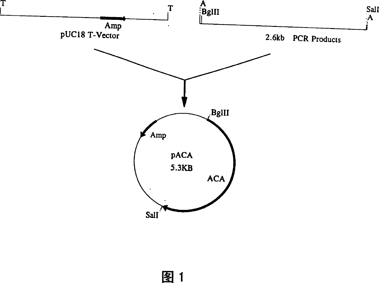 Vegetable lectin gene