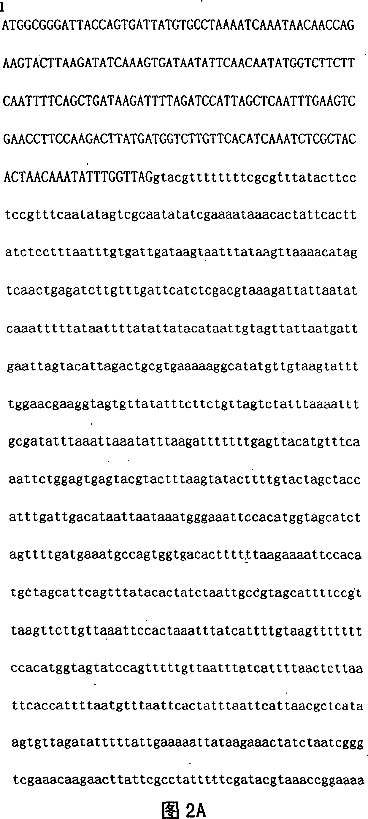 Vegetable lectin gene