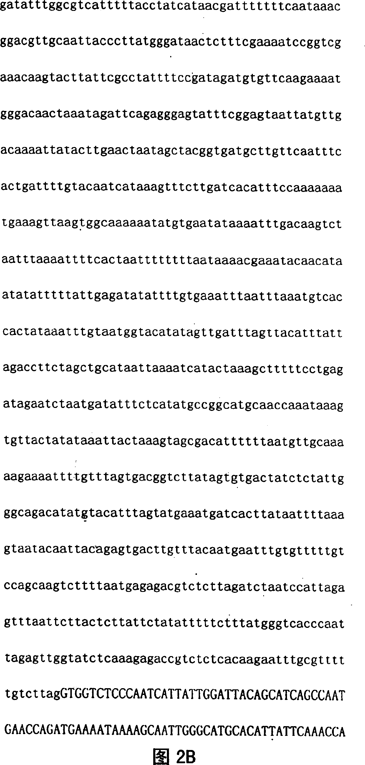 Vegetable lectin gene