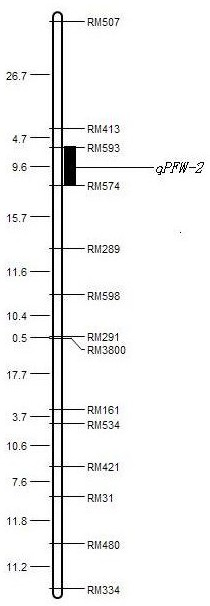 Mining and application of SSR markers closely linked to rice salt-tolerance QTL on chromosome 5