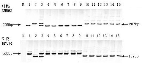 Mining and application of SSR markers closely linked to rice salt-tolerance QTL on chromosome 5