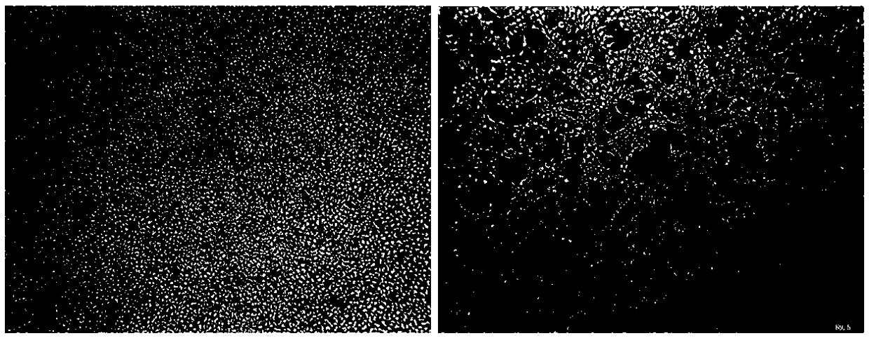 Preparation method of rainbow trout infectious haematopoietic necrosis virus (IHNV) inactivated vaccine and application thereof