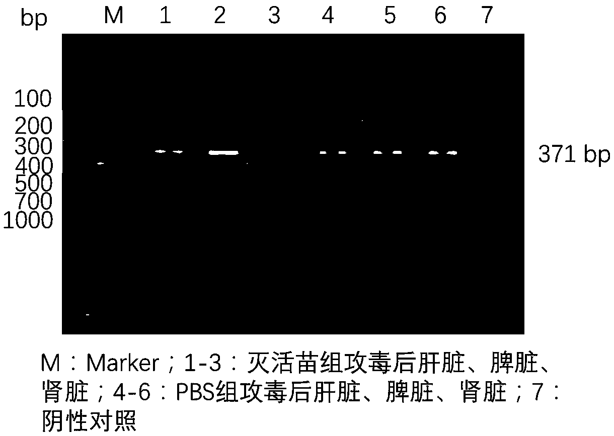 Preparation method of rainbow trout infectious haematopoietic necrosis virus (IHNV) inactivated vaccine and application thereof