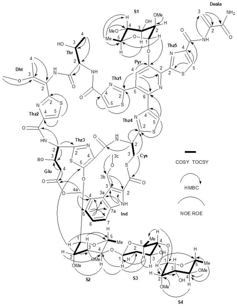 A kind of Micromonospora tmd166 and its application