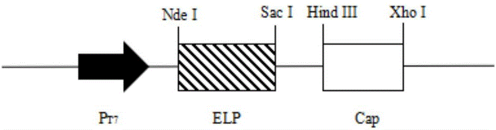 Method for purifying recombinant porcine circovirus 2 type Cap protein