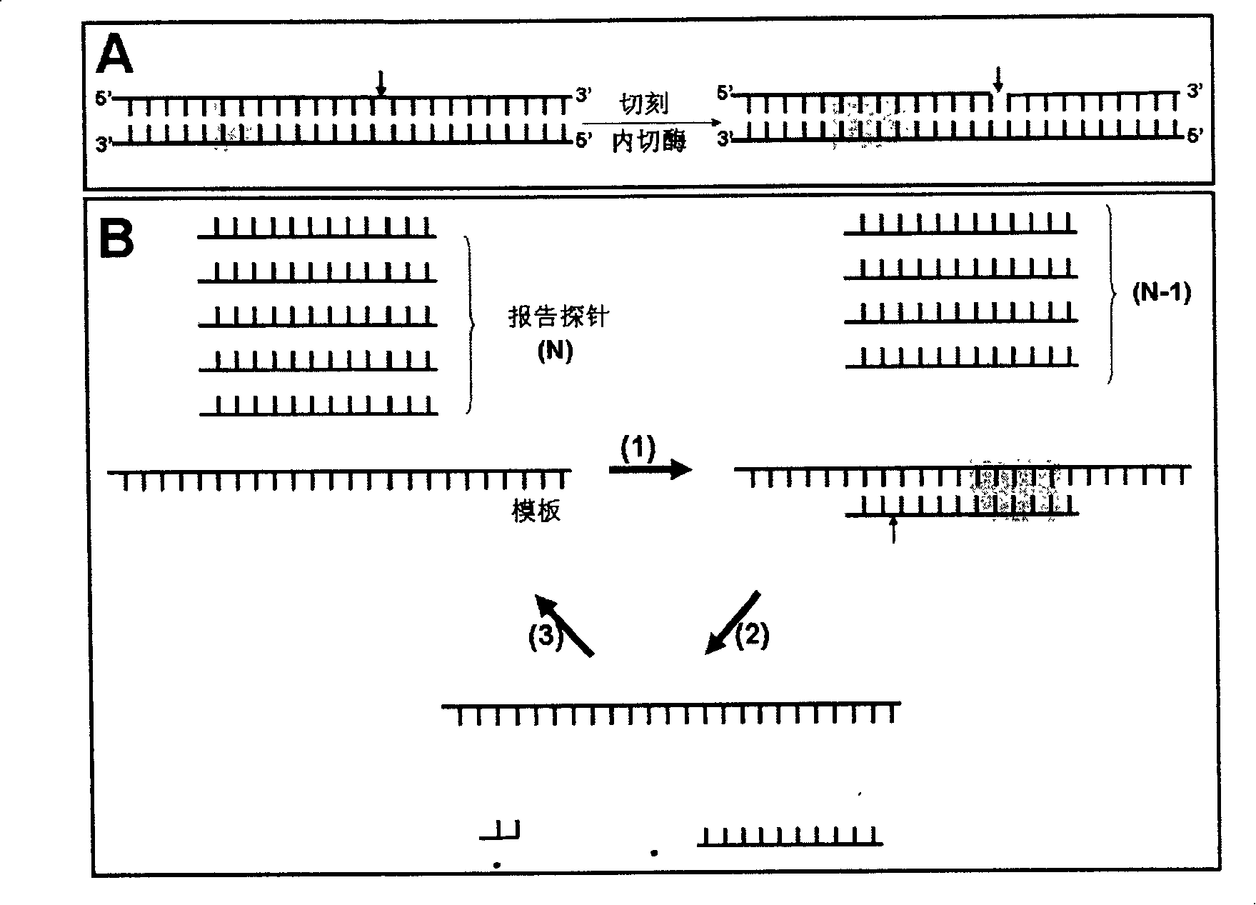 Detection probe and detection method for nucleic acid aim sequence