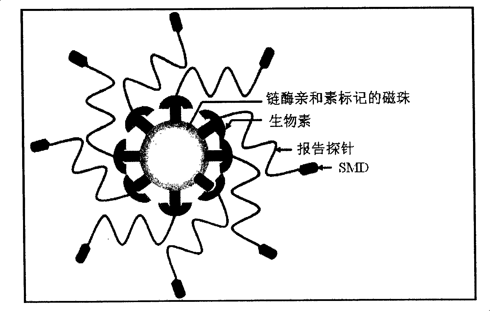 Detection probe and detection method for nucleic acid aim sequence