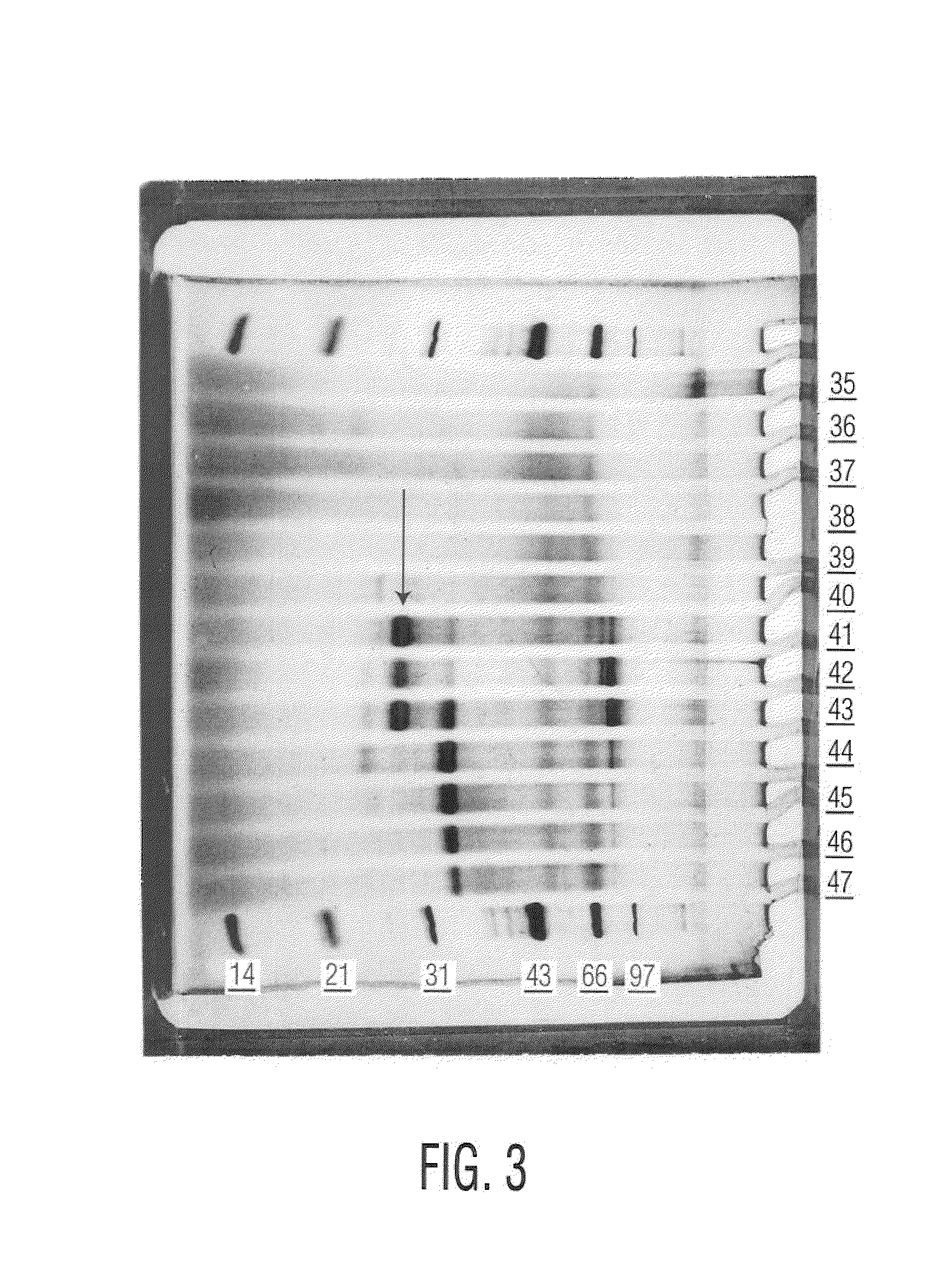 Purified mammalian Flt3 ligands; agonists; antagonists