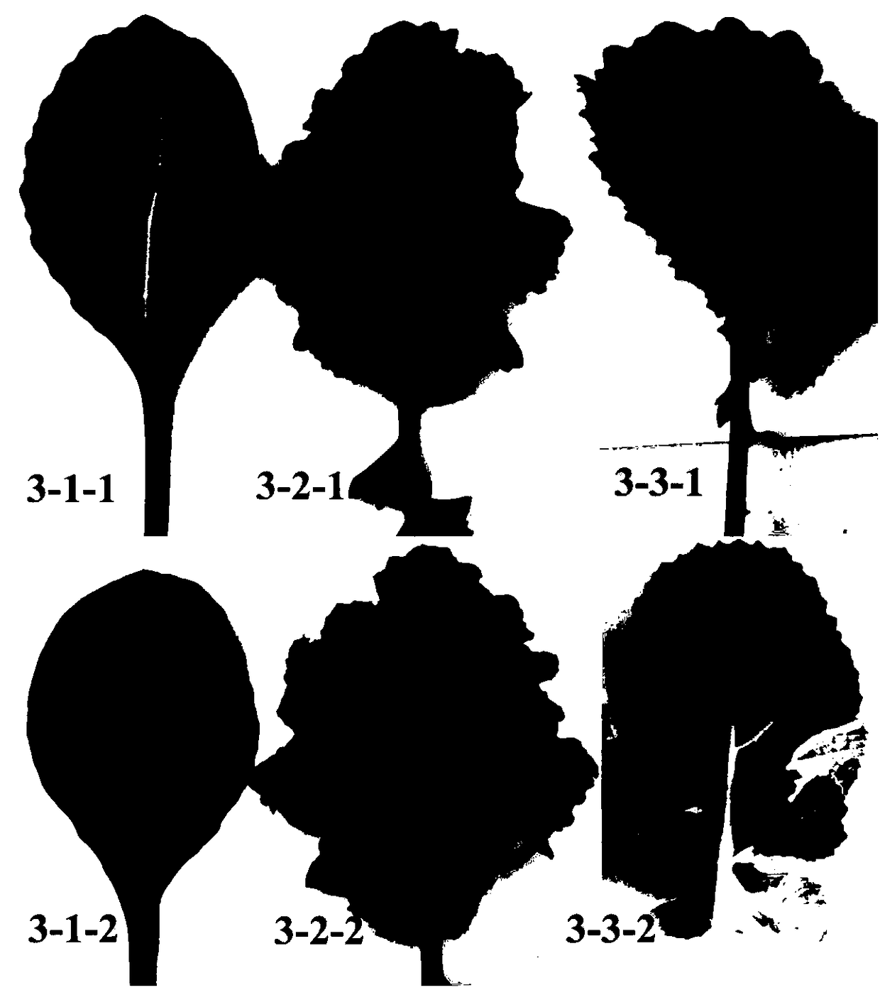 Distant hybridization method of common head cabbage and cabbage type rape