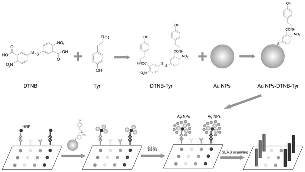 A Raman immunoassay based on a novel SERS probe