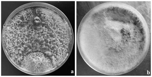 Trichoderma asperellum and application thereof