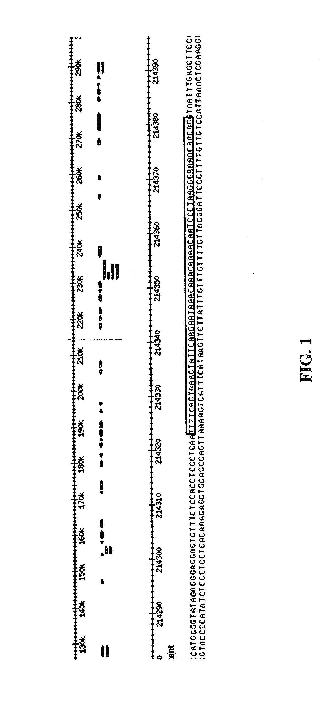 Nannochloropsis spliced leader sequences and uses therefor