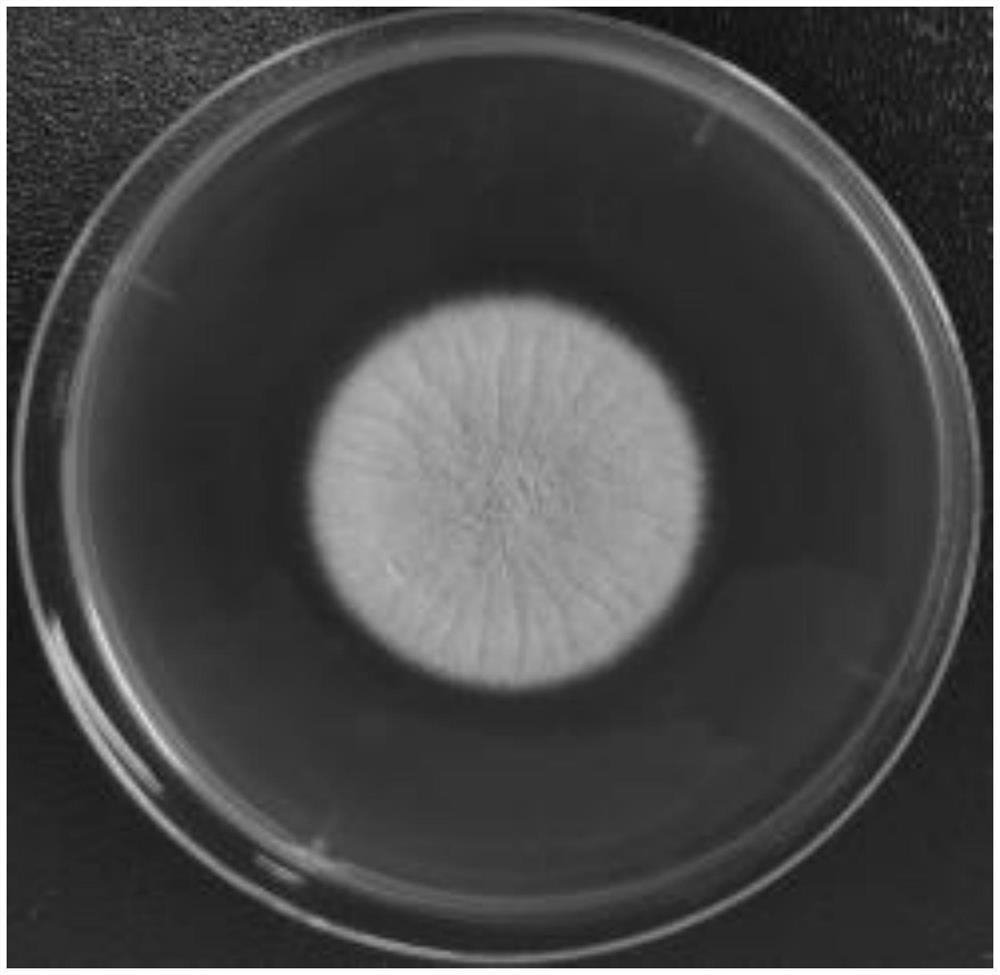 Aspergillus oryzae ZA223 and application thereof