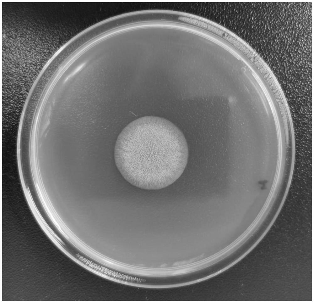 Aspergillus oryzae ZA223 and application thereof