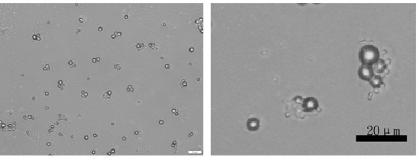 A kind of natural sericin microsphere wrapped by metal-organic coordination polymer and its preparation method and application