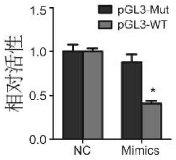 A biomarker for detecting the prognosis of nasopharyngeal carcinoma and its application