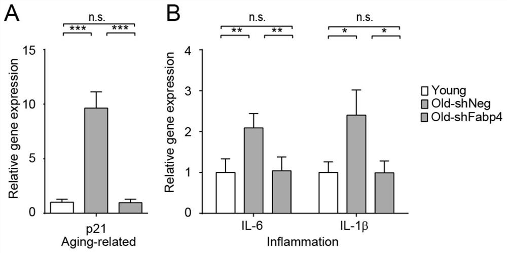 Molecular marker related to senescence and health senescence and application of molecular marker in improving health senescence