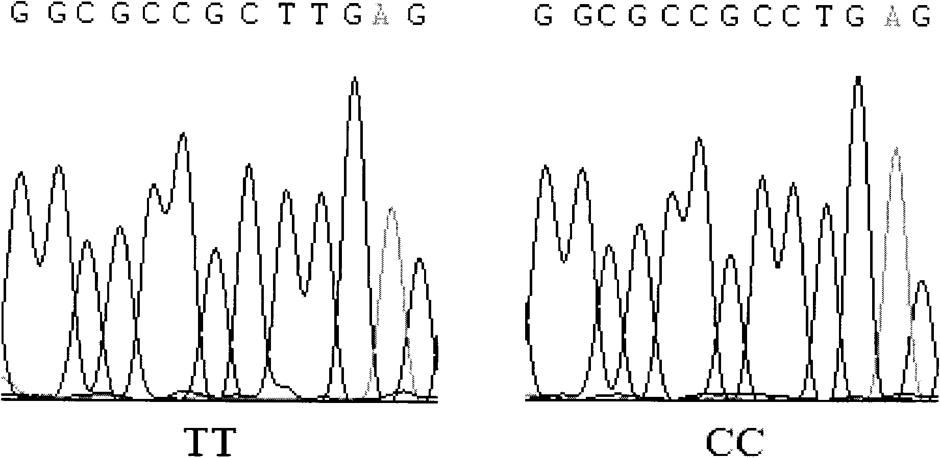 Molecular marker method for breeding meat performance of Aletail sheep and application thereof