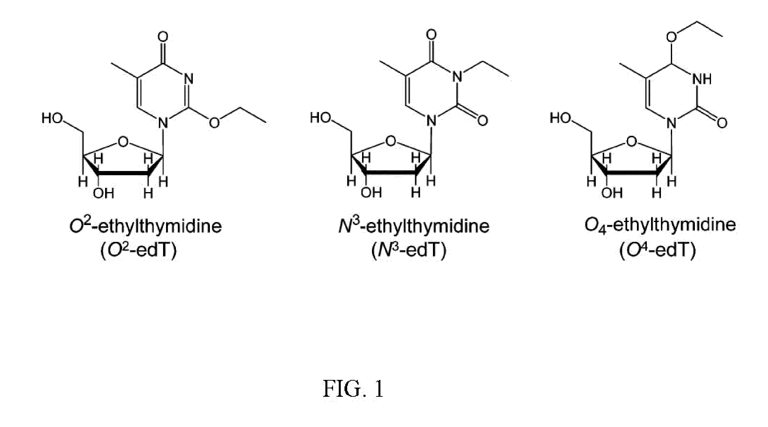 Method of detecting ethylated thymidine DNA adducts