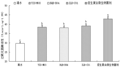 Growth-promoting compound microbial agent and application thereof