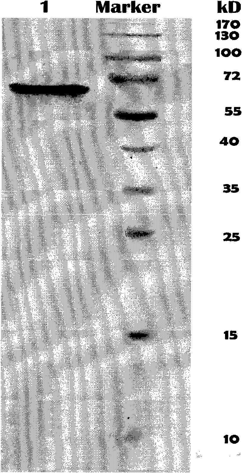 Difunctional enzyme with endoglucanase/xylanase and preparation method and application thereof