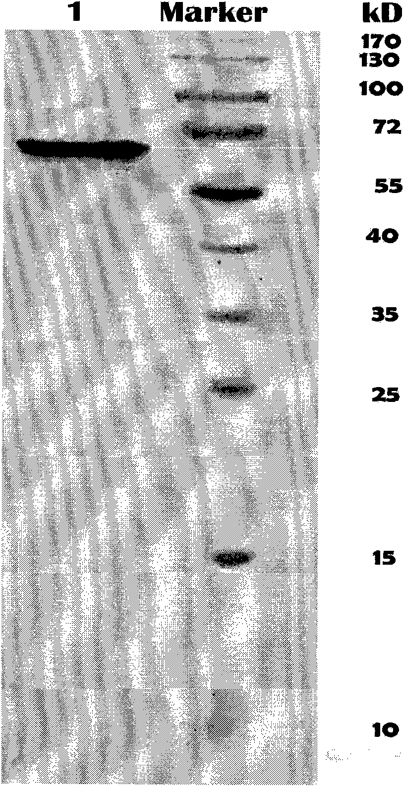 Difunctional enzyme with endoglucanase/xylanase and preparation method and application thereof