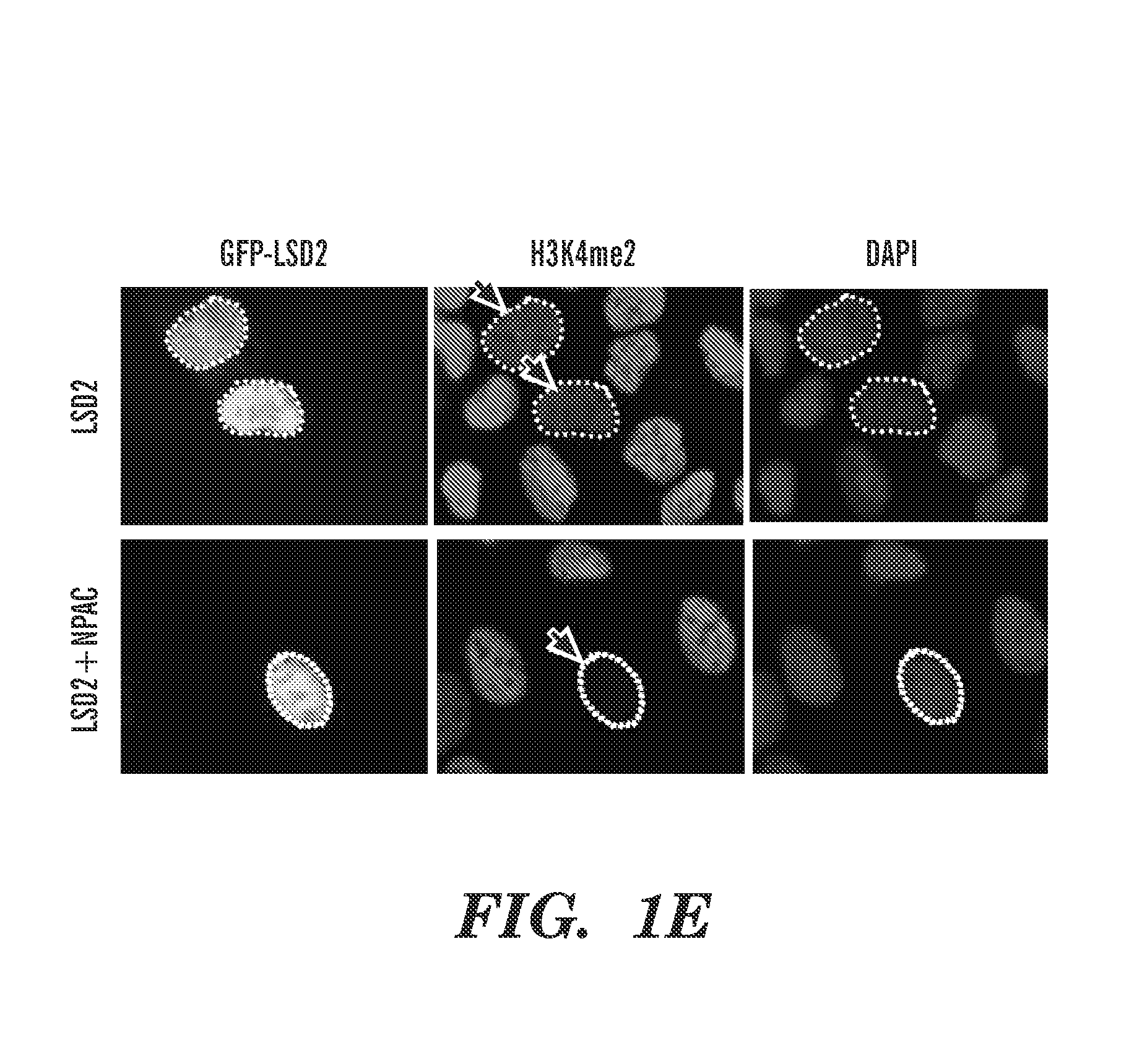 Peptides useful for modulating histone demethylase function