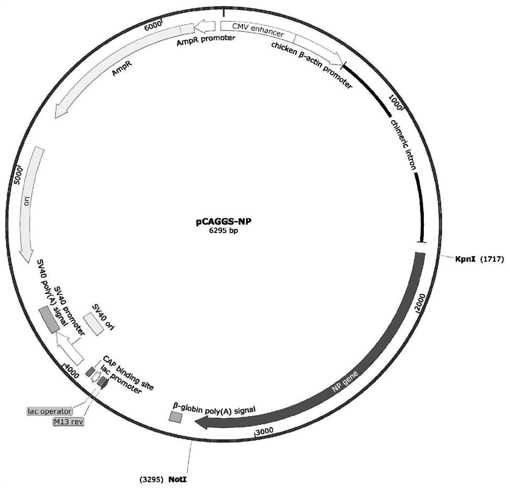 Construction method of recombinant sendai virus and application