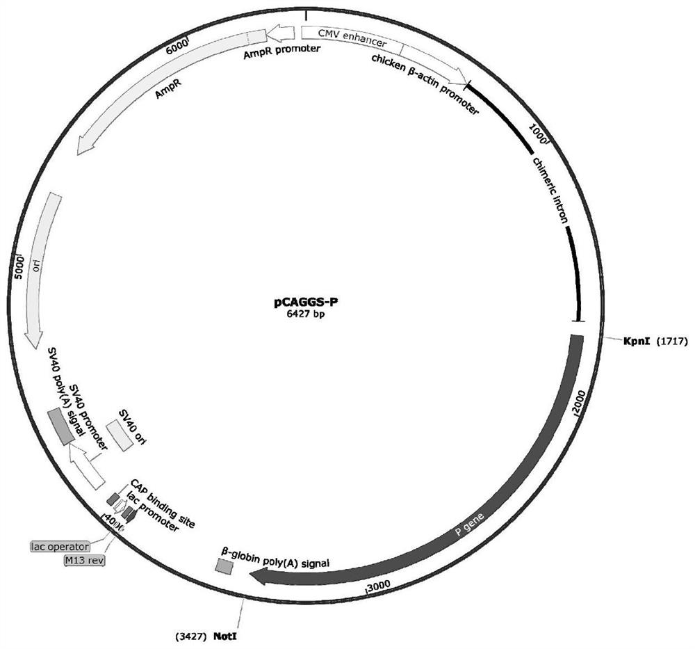 Construction method of recombinant sendai virus and application