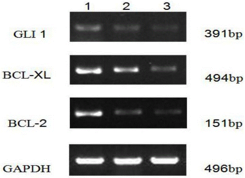 Detection method for effects of inhibitor GANT61 on multiplication and apoptosis of HL-60