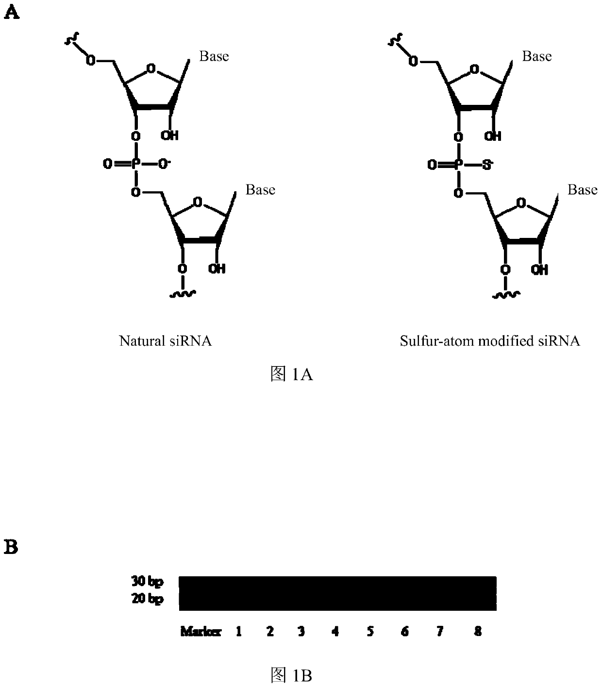 siRNA with silencing activity on PLK1 gene and high serum stability and application thereof