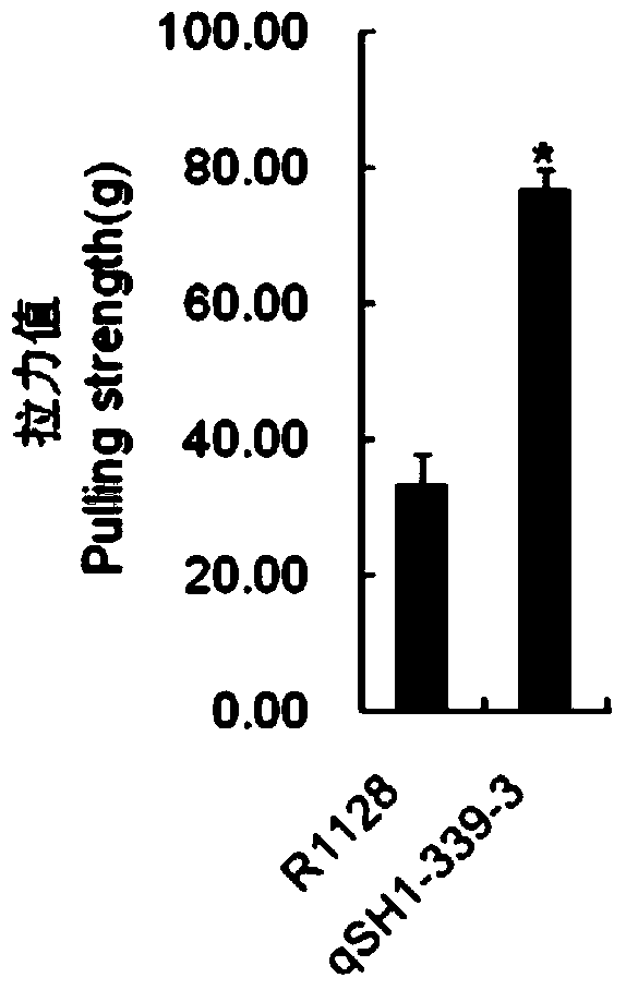 A molecular improvement method for reducing rice grain shattering