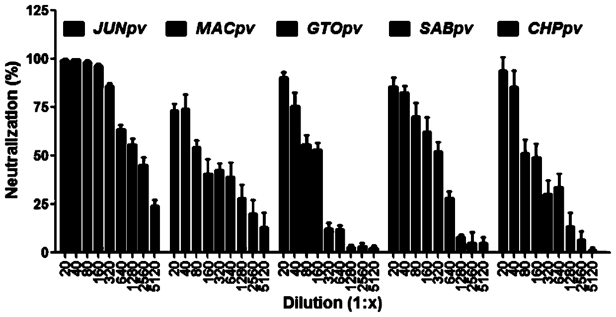 Neutralizing antibody against Junin virus, preparation method thereof and application thereof