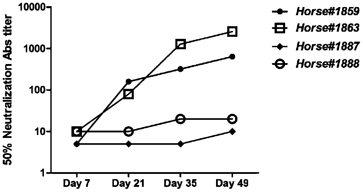 Neutralizing antibody against Junin virus, preparation method thereof and application thereof