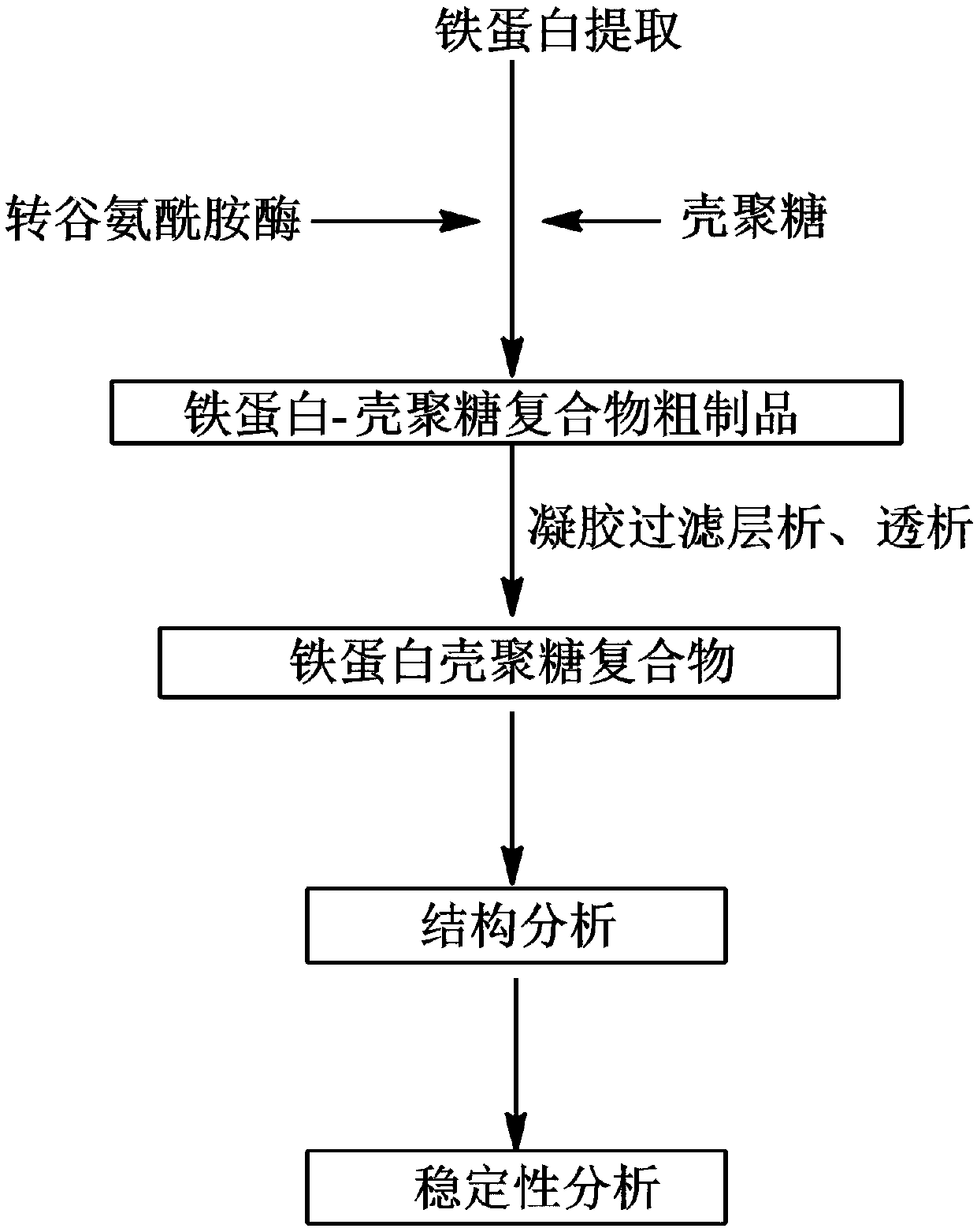 Method for preparing ferritin-chitosan complex by utilizing transglutaminase and chitosan