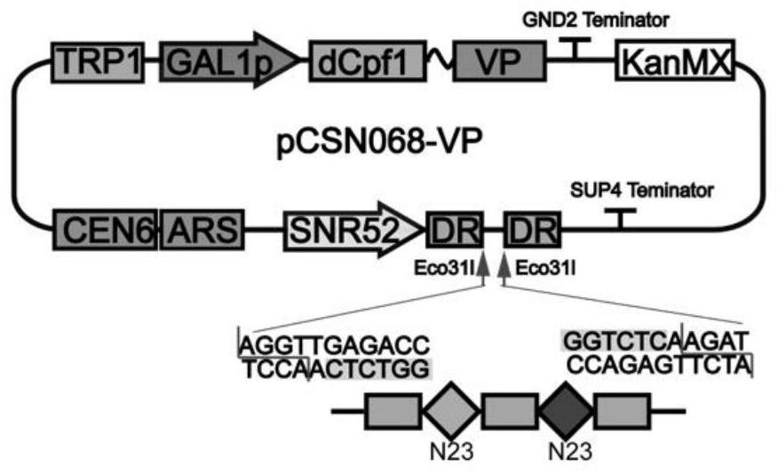 Method for simultaneously enhancing and inhibiting multiple key genes in synthesis of saccharomyces cerevisiae 7-dehydrocholesterol