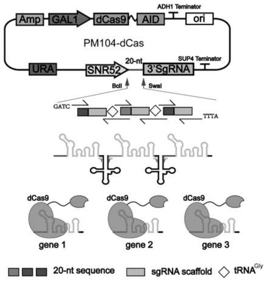 Method for simultaneously enhancing and inhibiting multiple key genes in synthesis of saccharomyces cerevisiae 7-dehydrocholesterol