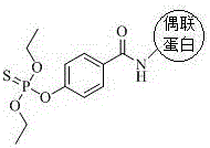 Quick detecting card for immunochromatography of organophosphorus and carbamate pesticide multiresidue cholinesterase