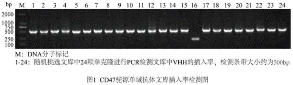 Single-domain antibody for CD47