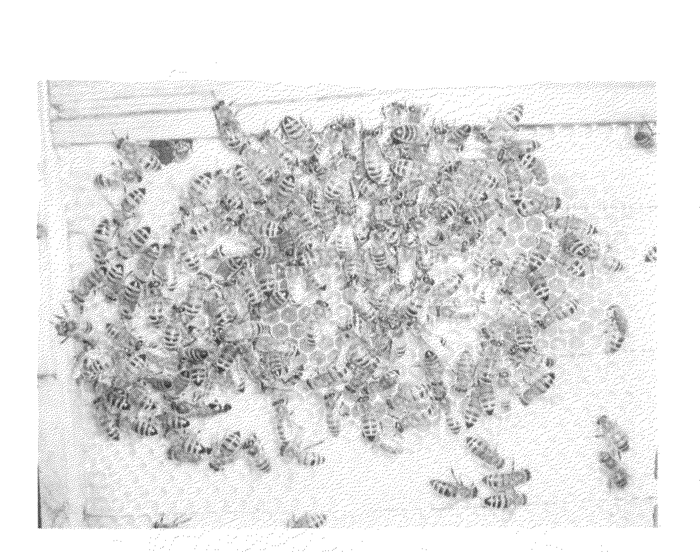 Compositions for conferring tolerance to viral disease in social insects, and the use thereof