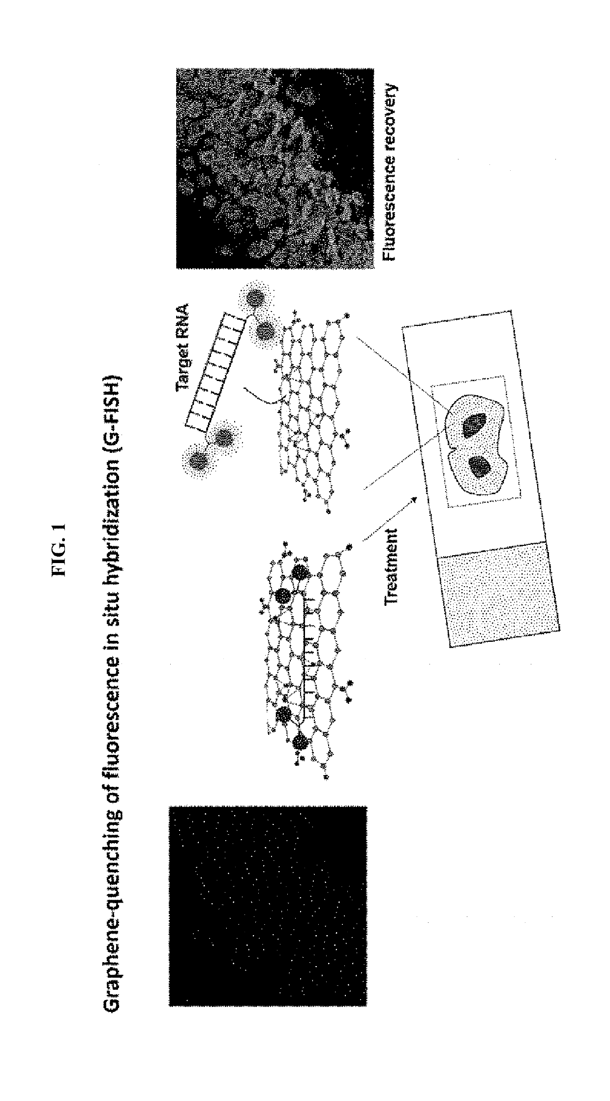 Graphene nanosensor for detecting target RNA