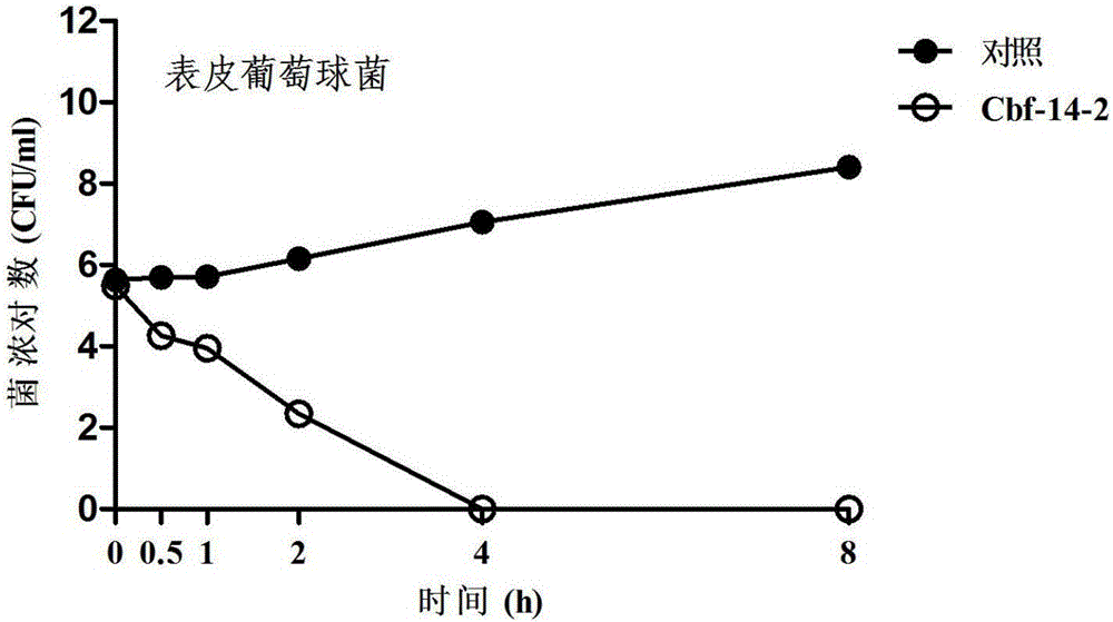 Anti-drug resistant infection polypeptide Cbf-14-2 and application thereof